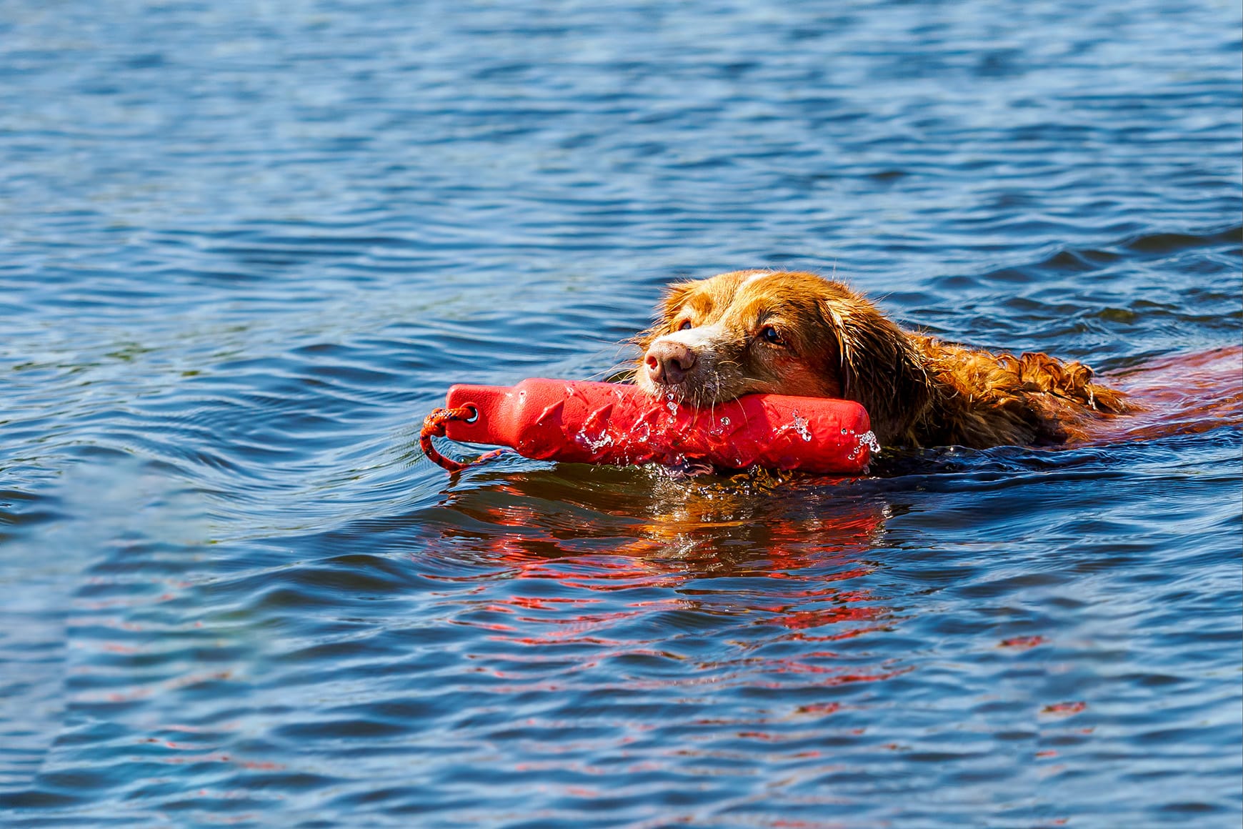 Jachttraining bij daaromhondenschool van een Toller hond door het apporteren van een oranje dummy in het water