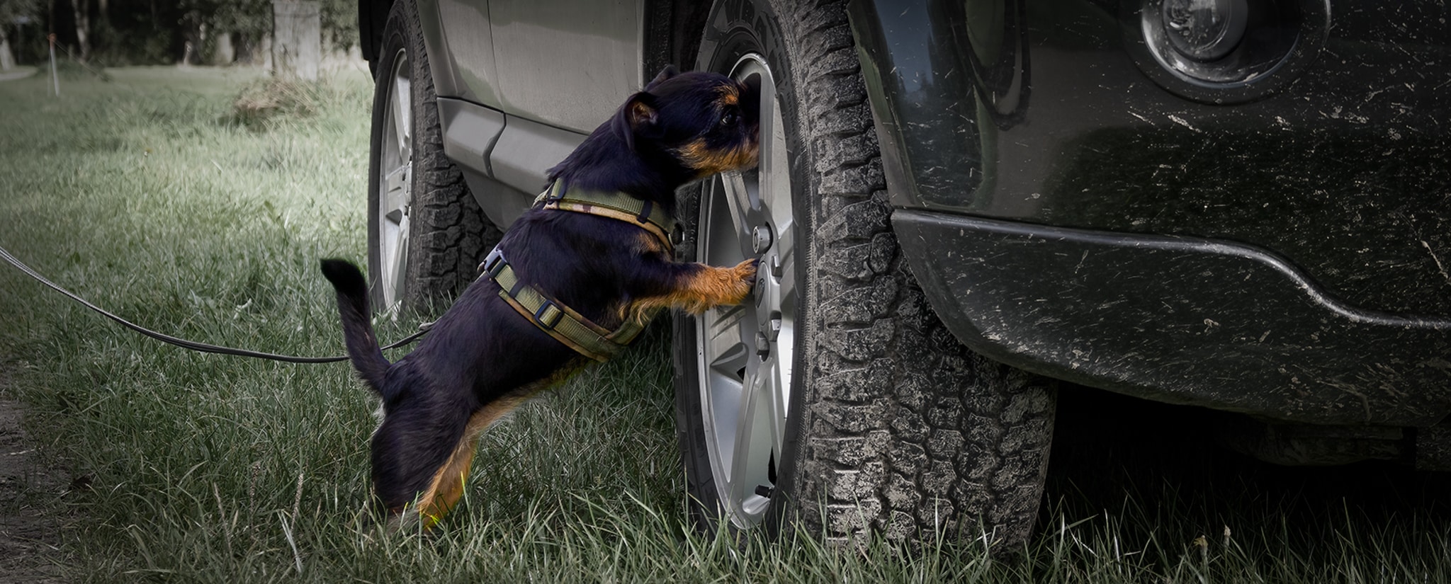 Een hond aan de riem besnuffelt de velgen van een auto