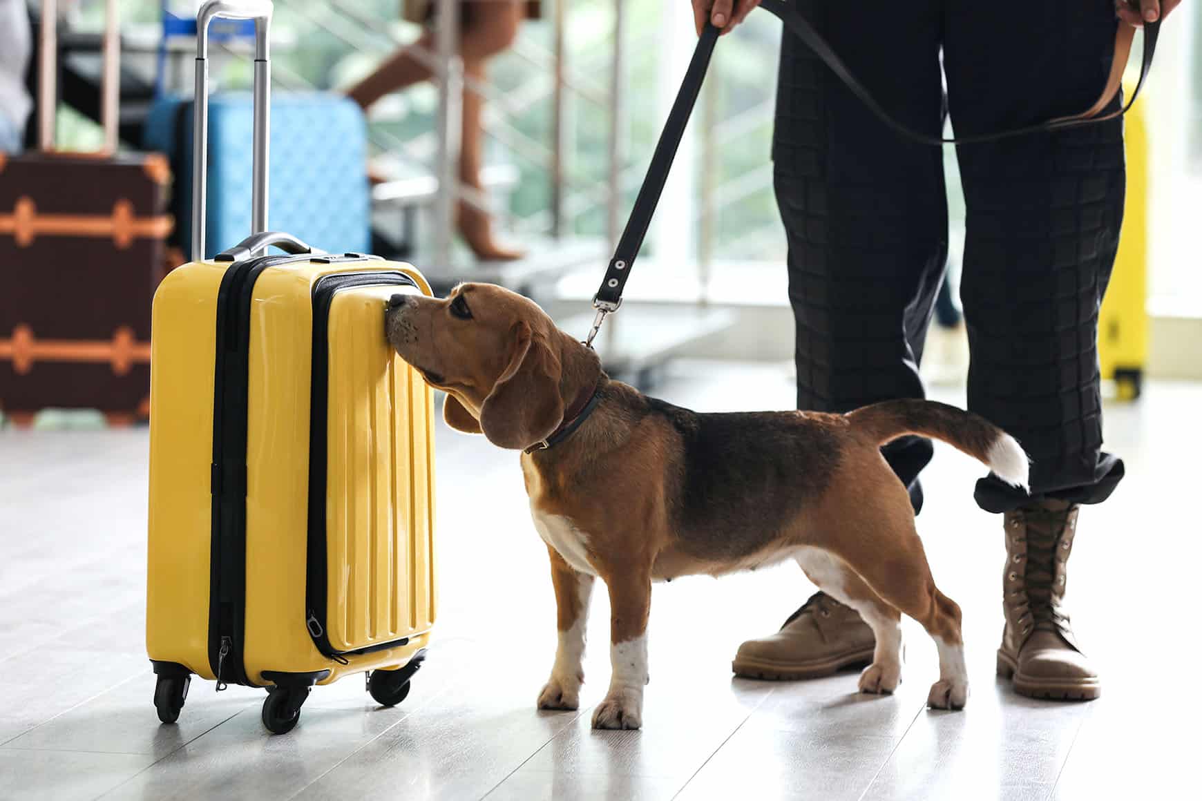 Een hond aan de riem met een bewaker besnuffelt een gele koffer